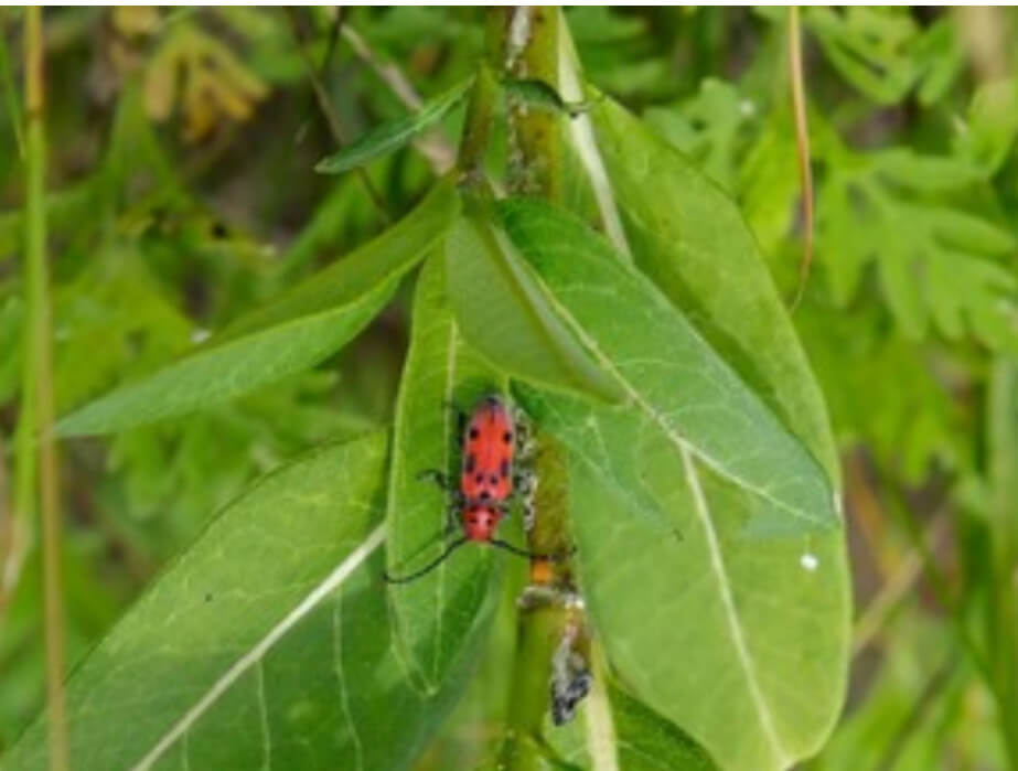 red beetle on green leaft in Montreal's technoparc. Photo by John Mahoney, Montreal Gazette