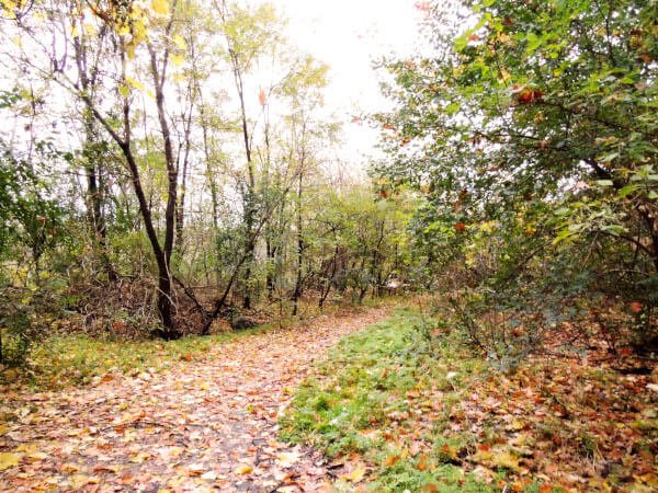 A picturesque woodland trail blanketed with autumn leaves, offering a peaceful and scenic walk.